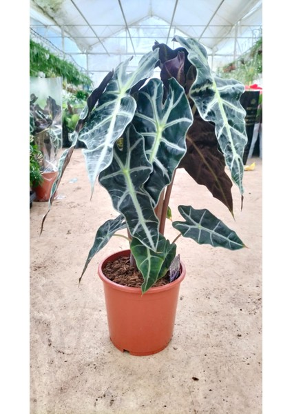 Alocasia Fil Kulağı 50-60 cm Ofis Salon Ev Bitkisi