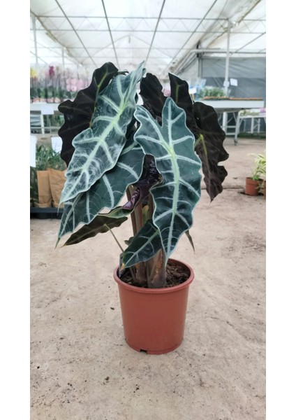 Alocasia Fil Kulağı 50-60 cm Ofis Salon Ev Bitkisi