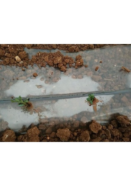 / Şeffaf Malç Naylonu / Uzunluk 1000 Metre / Genişlik 120 cm /mini Tünel Sera / Don Kırağı Örtüsü