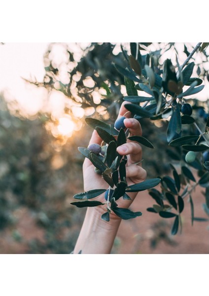 Erken Hasat Soğuk Sıkım Naturel Sızma Zeytinyağı fırsatları