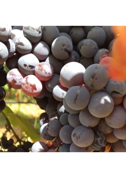 Tüplü Geleneksel Içi Kırmızı Dışı Siyah Mor Alicante Bousche Üzüm Fidanı