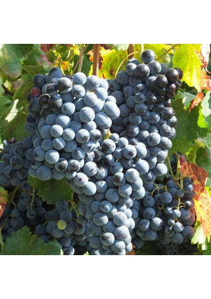 Tüplü Geleneksel Içi Kırmızı Dışı Siyah Mor Alicante Bousche Üzüm Fidanı fiyatları