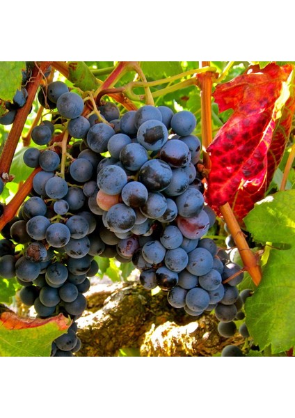 Tüplü Geleneksel Içi Kırmızı Dışı Siyah Mor Alicante Bousche Üzüm Fidanı modelleri