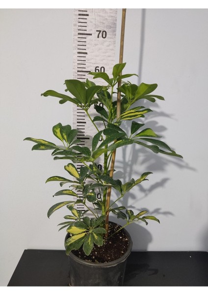 Şeflera Canlı Iç Mekan Bitkisi (Schefflera) 40-60 cm - Hızlı Büyüyen Dekoratif Bitki