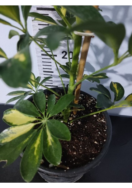 Şeflera Canlı Iç Mekan Bitkisi (Schefflera) 40-60 cm - Hızlı Büyüyen Dekoratif Bitki