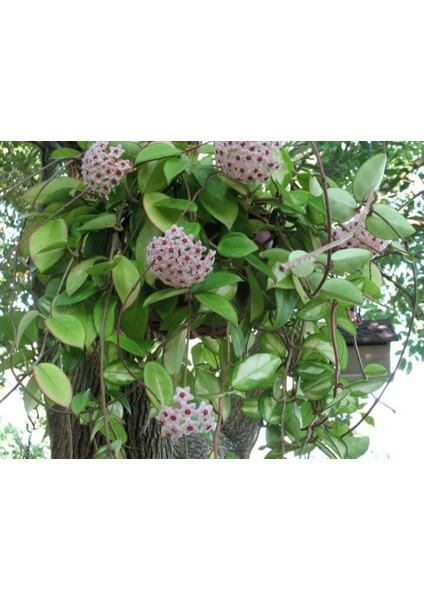 Hoya Carnosa Mum Çiçeği Fidanı10-20 cm fırsatları
