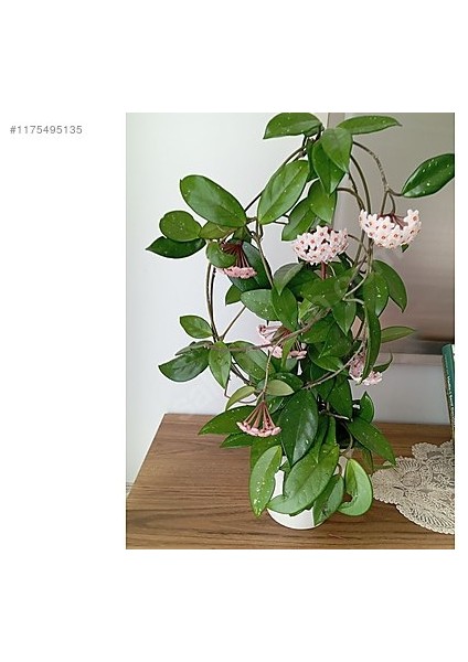 Hoya Carnosa Mum Çiçeği Fidanı10-20 cm indirimleri