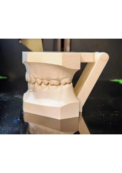 Insan Anatomisi Diş Çene Modeli Eğitici Maket Fen ve Biyoloji Dersleri Deney Maketi 2'li