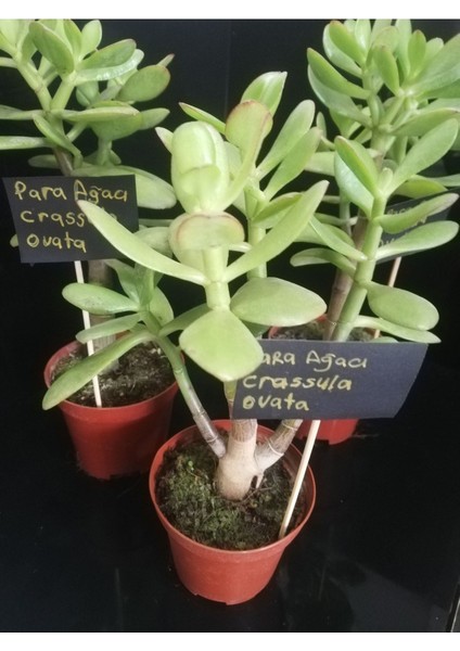 Para Ağacı Çiçeği (Crassula Ovata)