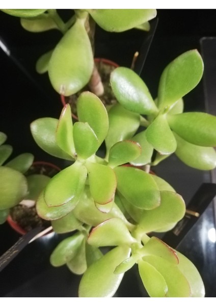 Para Ağacı Çiçeği (Crassula Ovata)