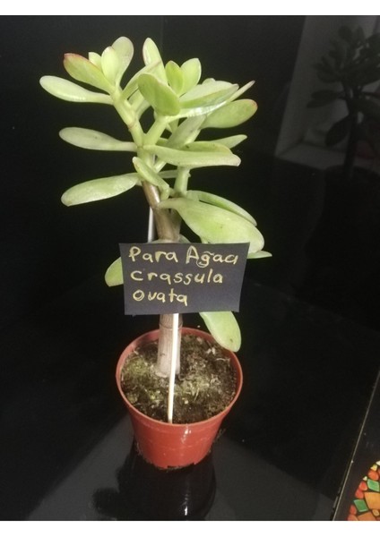Para Ağacı Çiçeği (Crassula Ovata)