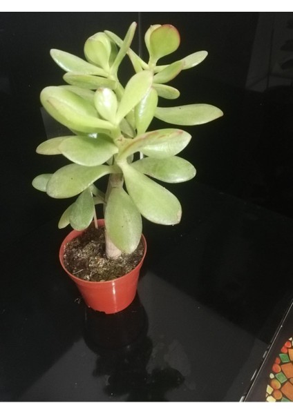 Para Ağacı Çiçeği (Crassula Ovata)