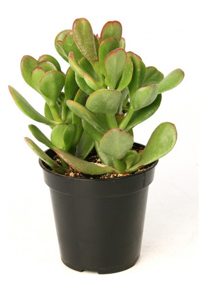 Zenginlik Para Çiçeği Fidanı 10-20 cm