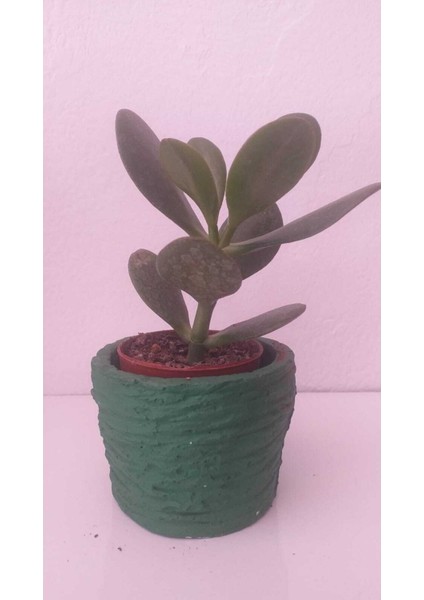 Zenginlik Para Çiçeği Fidanı 10-20 cm