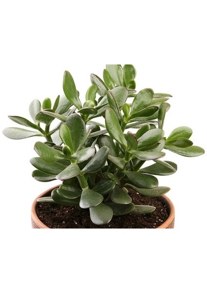 Zenginlik Para Çiçeği Fidanı 10-20 cm
