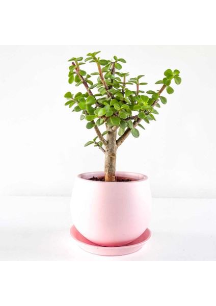 Bonsai Para Çiçeği Şans Çiçeği Bereket Çiçeği 10-20 cm