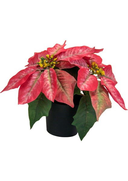 Noel Poinsettia Fabrikası Noel Dekoru Üstü Sundurma C Için (Yurt Dışından)