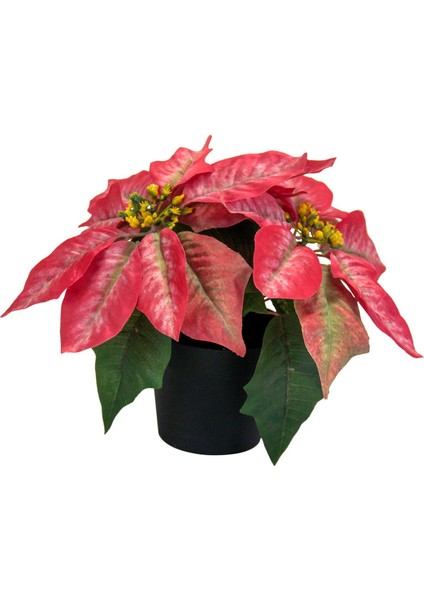 Noel Poinsettia Fabrikası Noel Dekoru Üstü Sundurma C Için (Yurt Dışından) fiyatları
