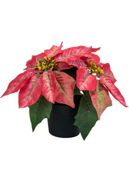 Noel Poinsettia Fabrikası Noel Dekoru Üstü Sundurma C Için (Yurt Dışından) modelleri