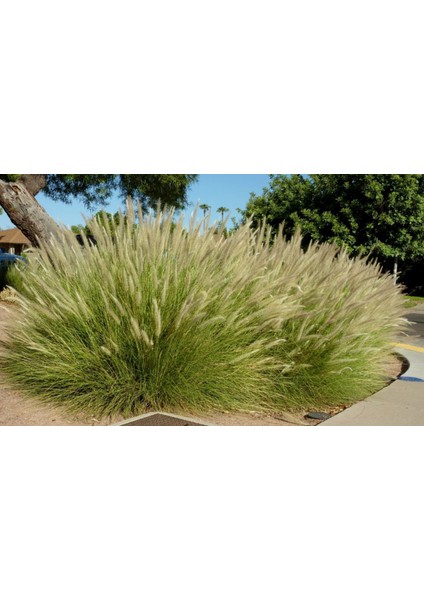 Pennisetum Çalısı 5'li Set
