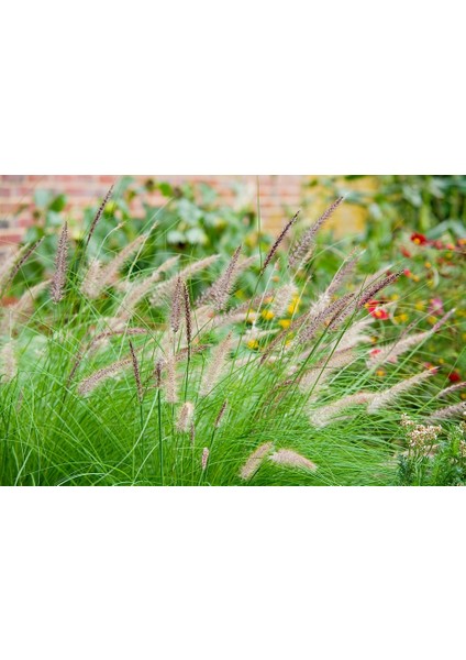 Pennisetum Çalısı 5'li Set modelleri