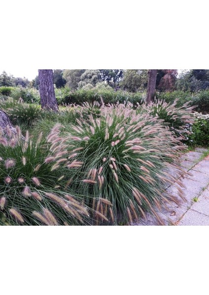 Pennisetum Çalısı 5'li Set indirimleri