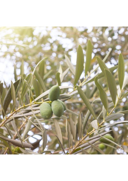 Erken Hasat Soğuk Sıkım Naturel Sızma Zeytinyağı 2 lt fırsatları