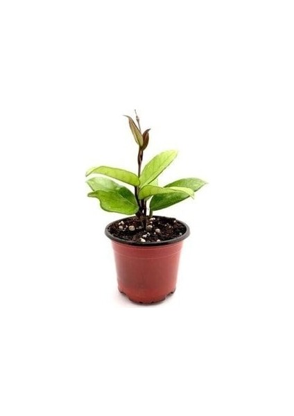 Mum Çiçeği Pembe(Fuşya) Hoya Carnosa Kokulu fiyatları