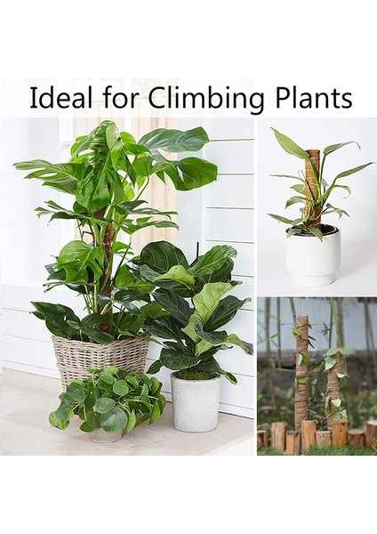 Silhouette Tırmanan Bitkiler Için Direk 40CM 2 Paket Hindistan Cevizi Direkleri Iç Mekan Bitkilerinin Yukarıya Doğru Büyümesini Monstera Bitkileri Için Bitki Desteğ (Yurt Dışından) fiyatları