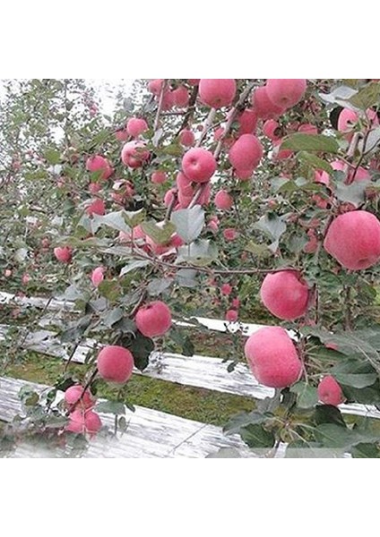 Silhouette 6 Paket Yüksek Gümüş Yansıtıcı Mylar Film, Bahçe Sera Kaplama Folyo Levhalar Bitki Büyümesini Etkili Bir Şekilde Artırır (Yurt Dışından) modelleri