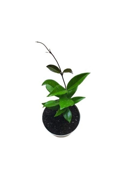 Mum Çiçeği Sarı-Pembe Renk Ebruli Hoya Carnosa Ev Ofis Salon Bitkisi fiyatları