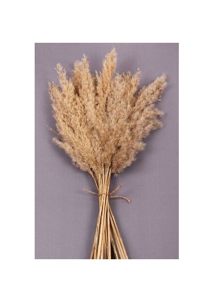 Kuru Çiçek Pampas Doğal Çiçek Doğal 15 Adet 120 cm