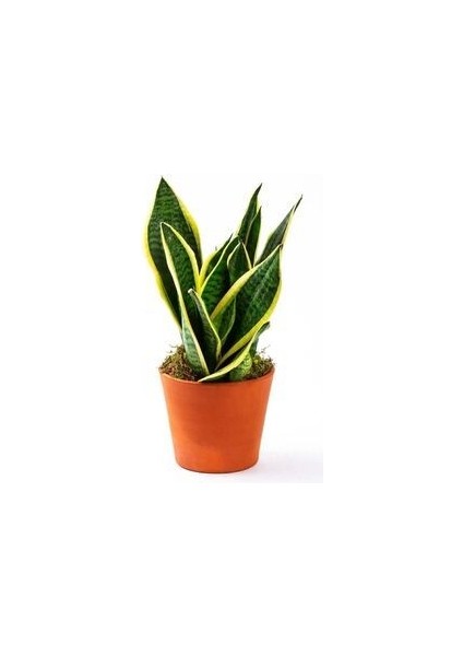 Paşa Kılıcı Sansevaria Peygamber Kılıç Çiçeği 45-55 cm fiyatları