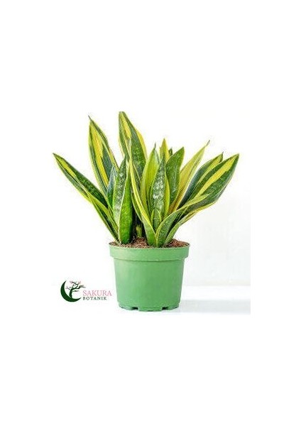 Paşa Kılıcı Sansevaria Peygamber Kılıç Çiçeği 45-55 cm modelleri