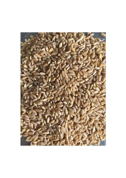 Sert Buğday Güvercin Yemi 25 kg