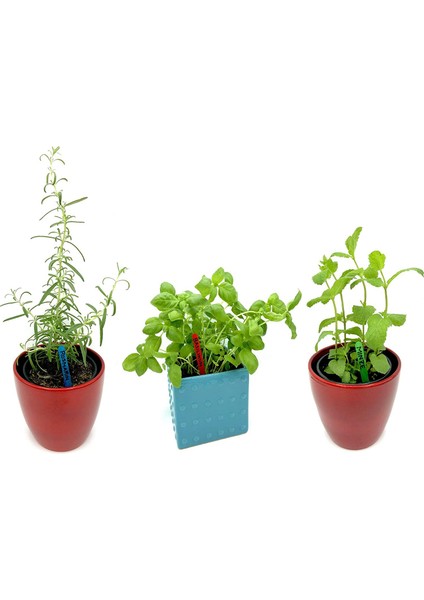 Silhouette Mini Renkli ve Doğal Ahşap Etiketleme Bitkileri ve Bitki Bahçesi Dıy Renkli Dondurma Çubukları (Renkli) 550 Adet (Yurt Dışından) modelleri