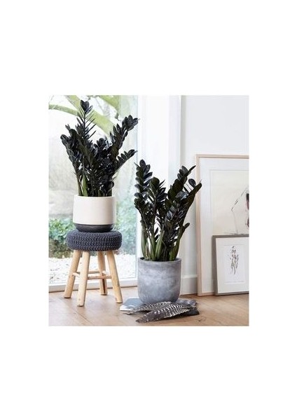 Zeze Çiçeği Zamia Zamioculcas Zamiifolia - Iç Mekan Bitkisi