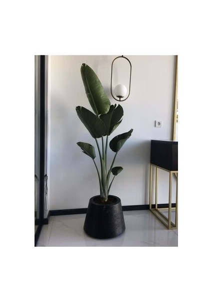 Starliçe Cennet Kuşu Çiçeği - Büyük Boy 120 - 150+ cm Tek Gövdeli Strelitzia Nicolai Bitkisi