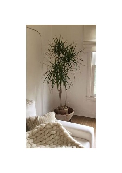 Dracaena Marginata Büyük Boy - Madagaskar Dragon Ağacı Üç Gövdeli Canlı Salon Bitkisi 130 - 150 cm