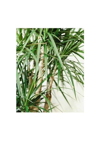 Dracaena Marginata Büyük Boy - Madagaskar Dragon Ağacı Üç Gövdeli Canlı Salon Bitkisi 130 - 150 cm fiyatları