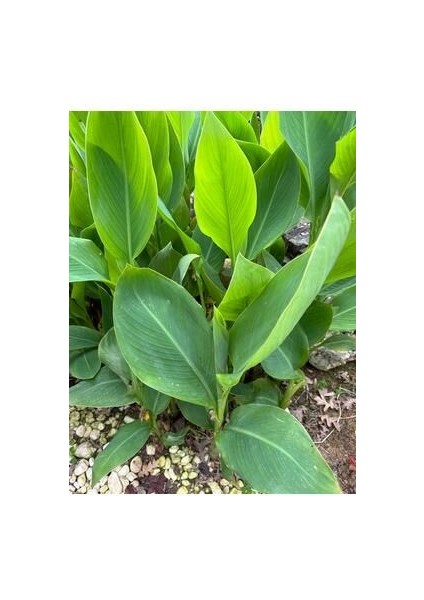 (Kanı Canna Indica Yellow King Humbert Kanna) Sarı-Kırmızı