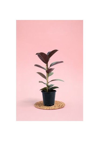 Siyah Kauçuk Bitkisi 50 - 70 cm Tek Gövde Canlı Ev Bitkisi Ofis Bitkisi Salon Bitkisi Iç Mekan