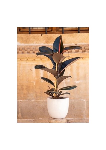 Siyah Kauçuk Bitkisi 50 - 70 cm Tek Gövde Canlı Ev Bitkisi Ofis Bitkisi Salon Bitkisi Iç Mekan fiyatları