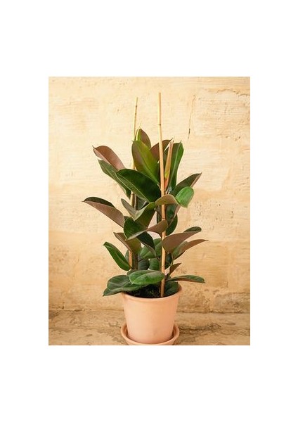 Siyah Kauçuk Bitkisi 50 - 70 cm Tek Gövde Canlı Ev Bitkisi Ofis Bitkisi Salon Bitkisi Iç Mekan modelleri