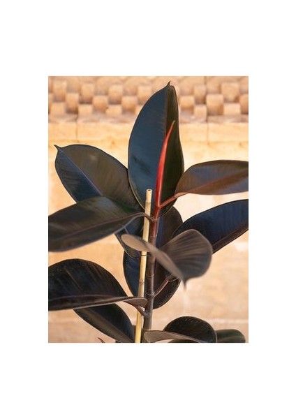 Siyah Kauçuk Bitkisi 50 - 70 cm Tek Gövde Canlı Ev Bitkisi Ofis Bitkisi Salon Bitkisi Iç Mekan fırsatları