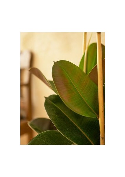 Siyah Kauçuk Bitkisi 50 - 70 cm Tek Gövde Canlı Ev Bitkisi Ofis Bitkisi Salon Bitkisi Iç Mekan indirimleri