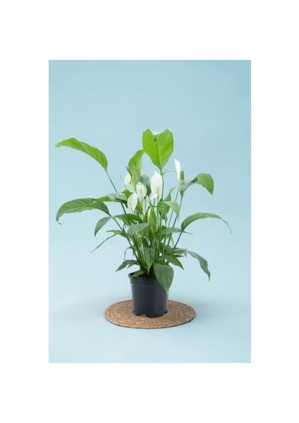 Spathiphyllum - Barış Çiçeği 50 - 60 cm Küçük Canlı Ev Bitkisi Ofis Bitkisi Salon Bitkisi Iç Mekan