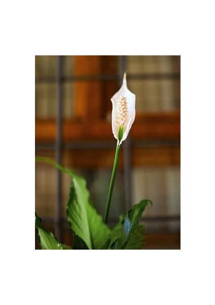 Spathiphyllum - Barış Çiçeği 50 - 60 cm Küçük Canlı Ev Bitkisi Ofis Bitkisi Salon Bitkisi Iç Mekan fiyatları
