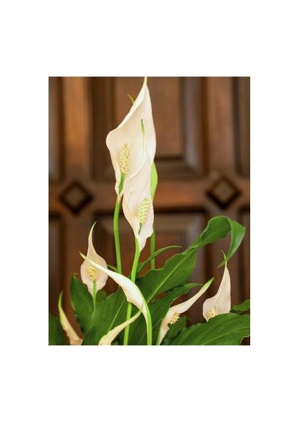 Spathiphyllum - Barış Çiçeği 50 - 60 cm Küçük Canlı Ev Bitkisi Ofis Bitkisi Salon Bitkisi Iç Mekan modelleri