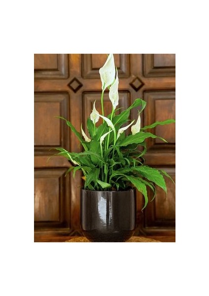 Spathiphyllum - Barış Çiçeği 50 - 60 cm Küçük Canlı Ev Bitkisi Ofis Bitkisi Salon Bitkisi Iç Mekan fırsatları